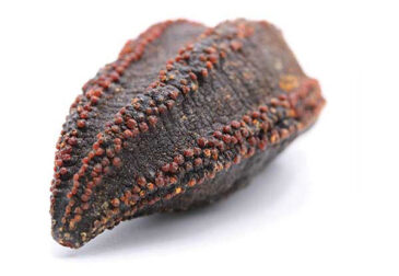 oneseacucumber-1 sea cucumber high definition